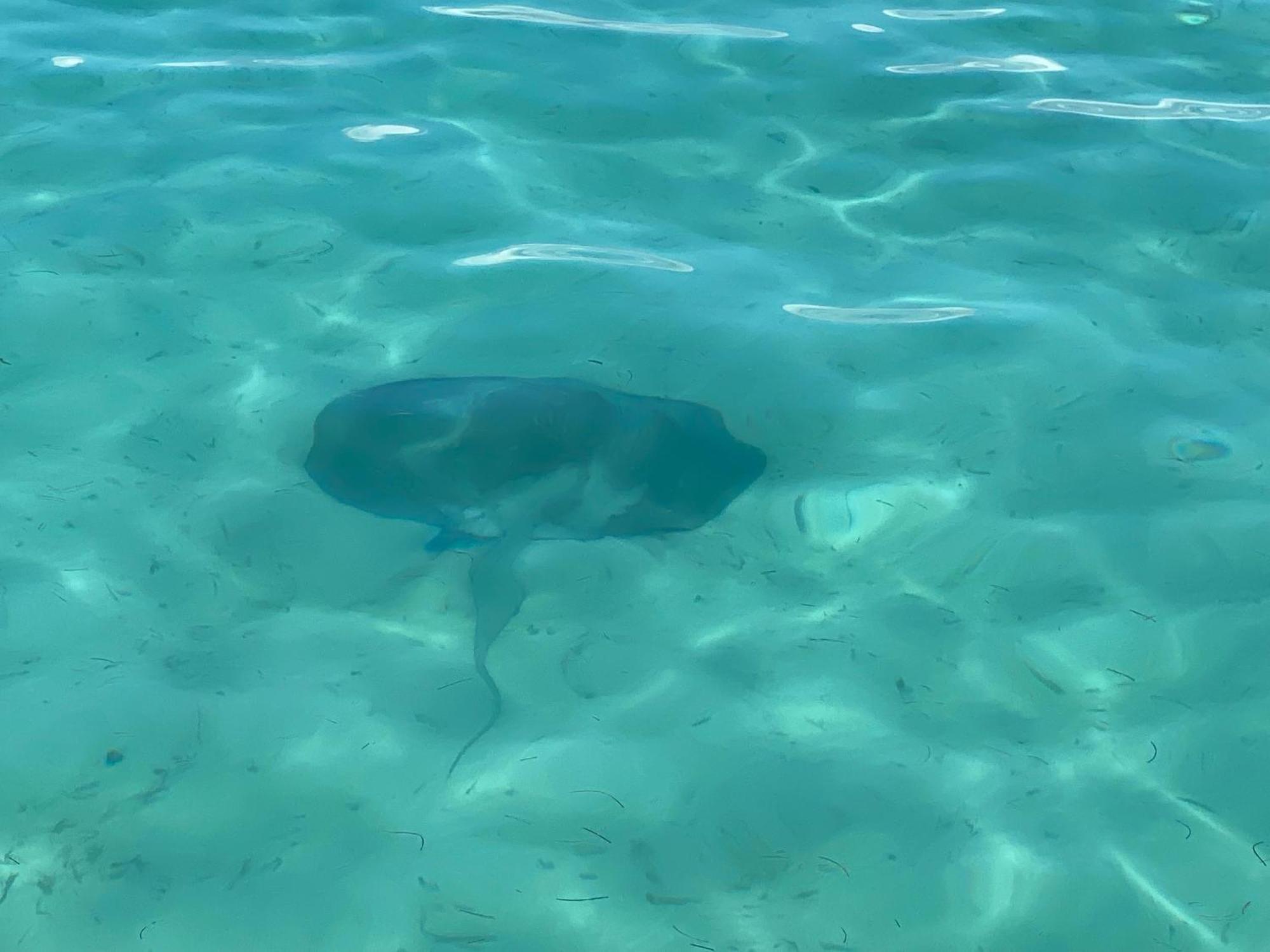 Dolphin Blue Paradise Bocas Town Bagian luar foto